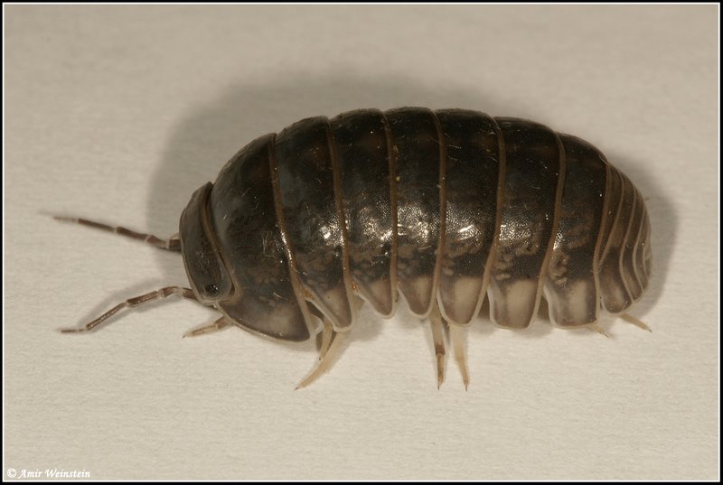 Phoretic mites in Isopoda - Armadillo officinalis